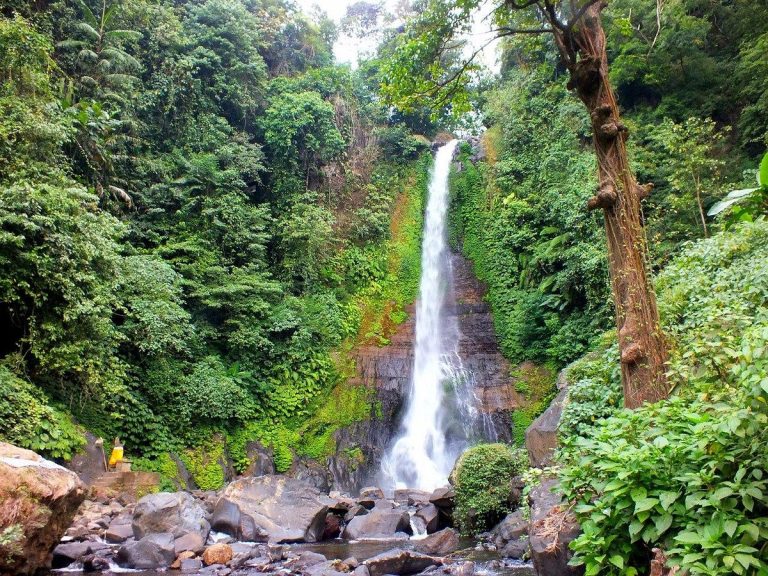 Air Terjun Gitgit di Buleleng Bali dengan aliran air tinggi di tengah hutan tropis